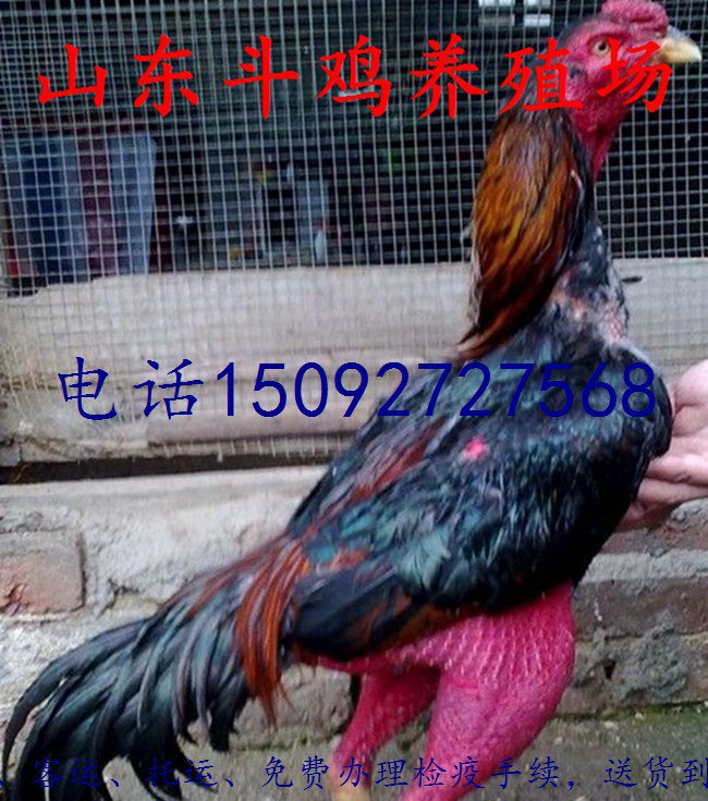供应用于养殖的越南斗鸡多少钱一只