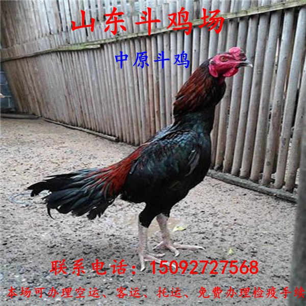 供应用于养殖的越南斗鸡多少钱一只