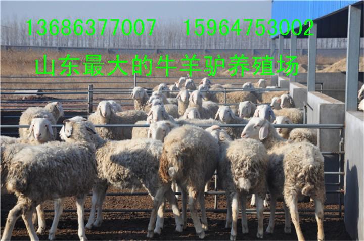供应用于小尾寒羊的山东小尾寒羊养殖场哪里的小尾寒羊价格便宜