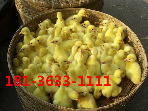 供应用于养殖的江苏鹅苗价格图片