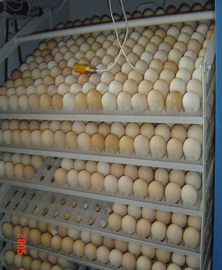 供应用于比赛的出售斗鸡斗鸡苗斗鸡种蛋斗鸡蛋