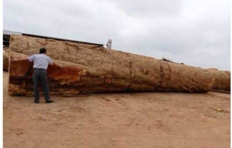 供应安哥拉木材进口到上海港费用流程