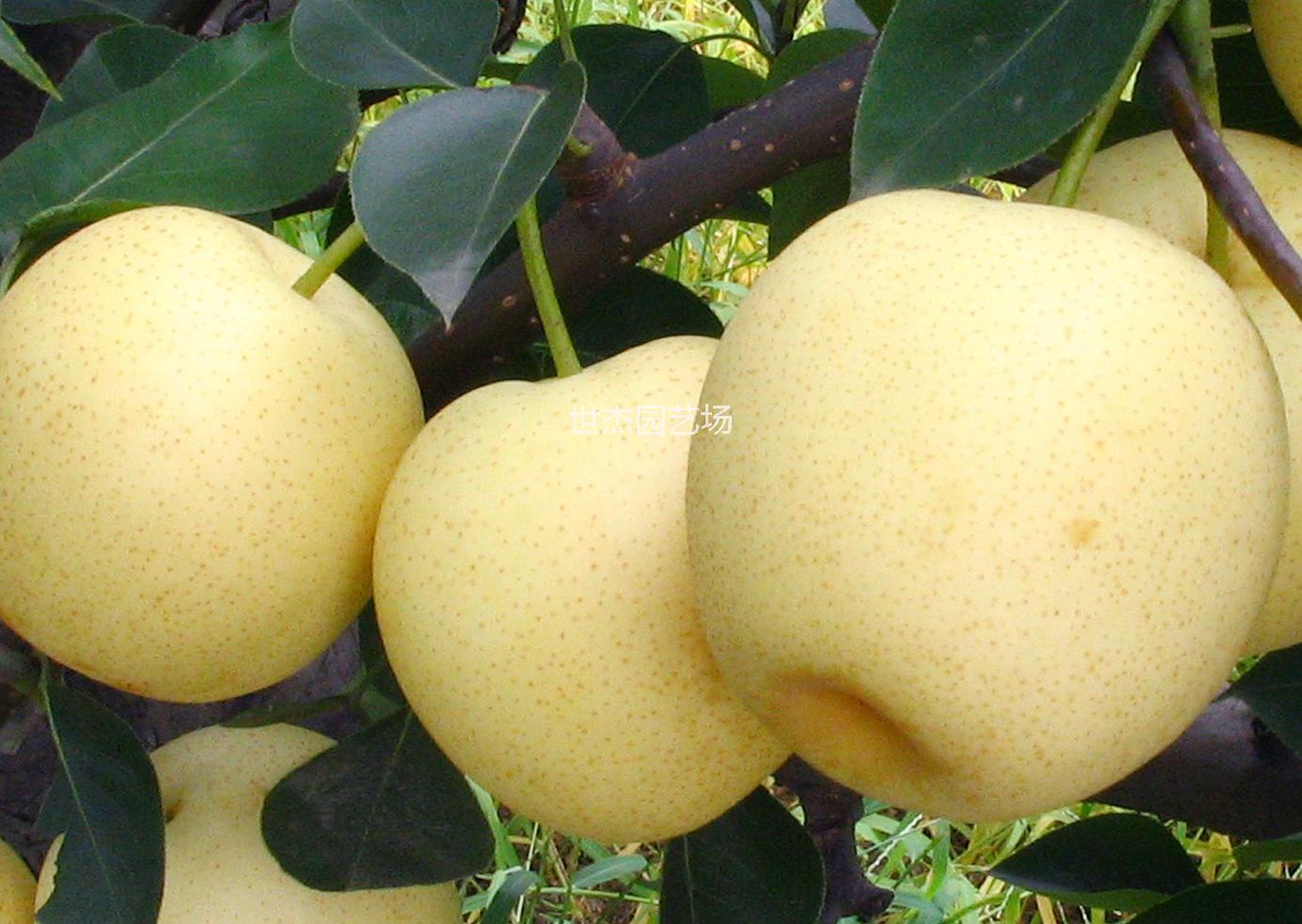 供应用于种植的梨苗，梨苗批发价，梨苗种植基地