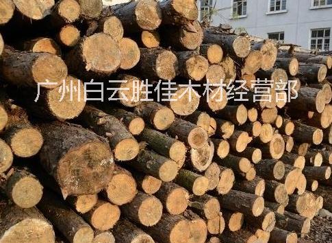 供应用于建筑木材|家具厂|雕刻厂的国内梧桐木原木