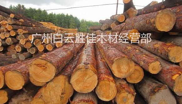 供应用于建筑|木材|家具厂的东北红松图片