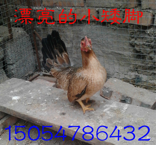 供应用于珍禽养殖的锦州有养元宝鸡的吗，多少钱一只，我们保证鸡的质量
