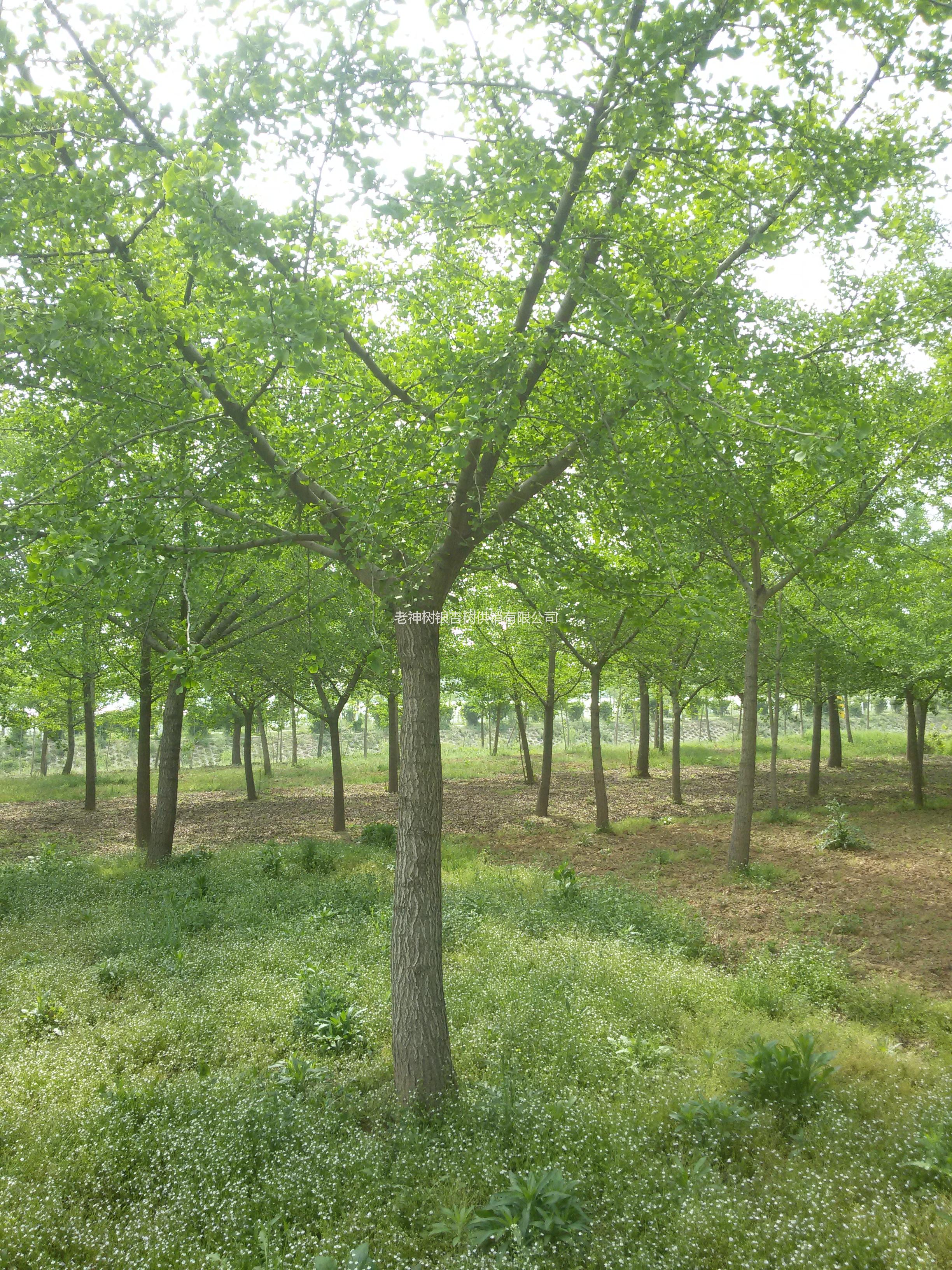 临沂市银杏树价格厂家