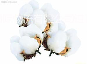 供应用于青岛进口棉花|青岛进口棉花|青岛进口棉花的青岛进口棉花代理清关