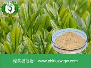 供应用于医药中间体的绿茶提取物