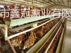 供应用于饲养的供应青年鸡哪里有，鹤壁鑫冠禽业