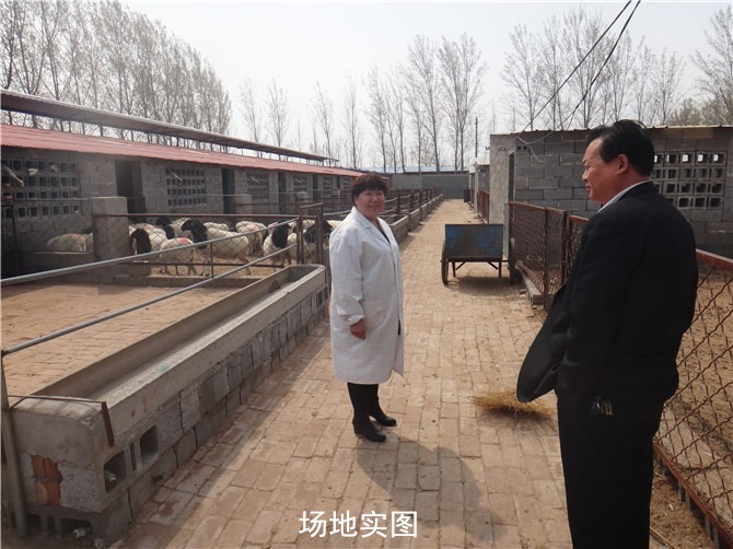 供应用于的东辽县现在的黑头杜泊羊多少钱一只，哪里有卖黑头杜泊羊的