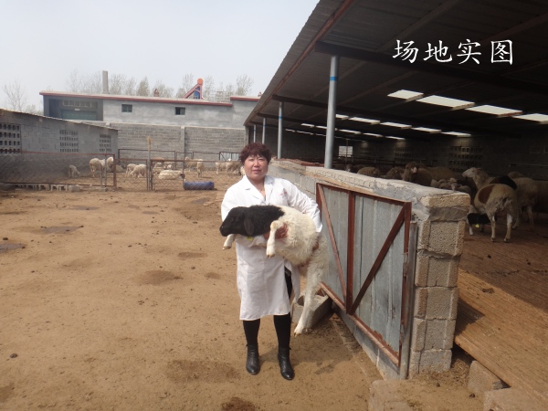 供应用于的内蒙古养50只杜泊羊大约需要多少钱，最大杜泊羊养殖场