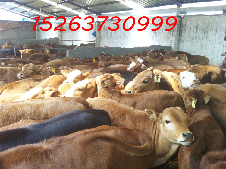 济宁市肉牛犊三元杂交牛厂家供应用于肉牛的肉牛犊三元杂交牛