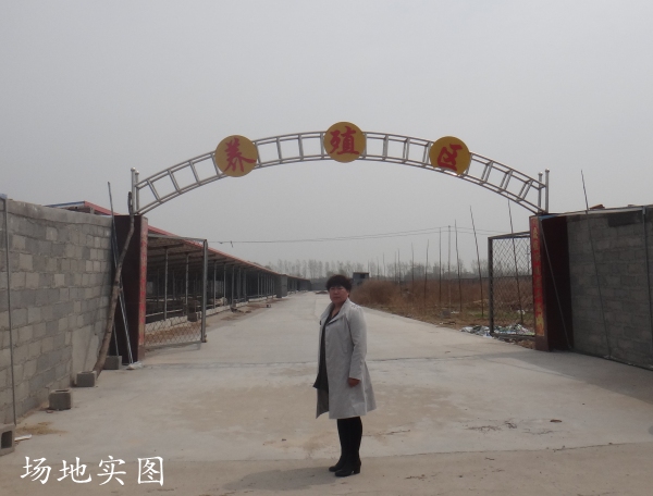 供应用于的黑龙江省养50只杜泊羊大约需要多少钱，哪里有卖杜泊羊的？