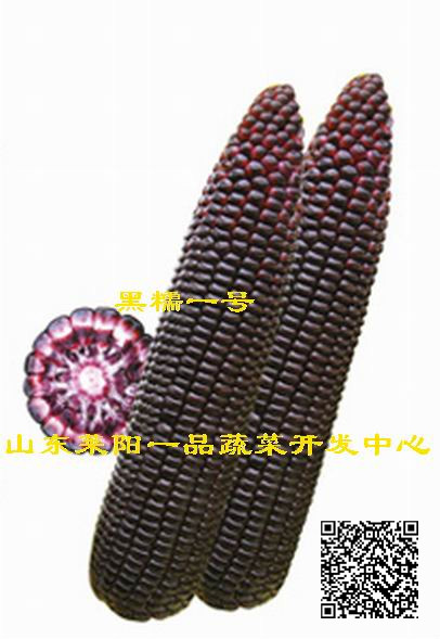 供应用于农业种植的黑玉米种子图片