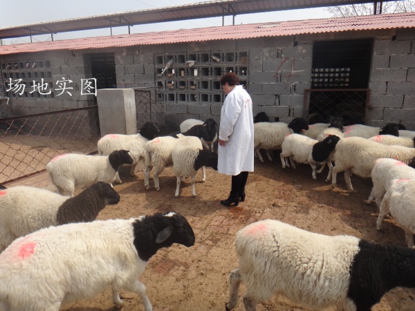 供应用于种羊的柳河县现在的黑头杜泊羊多少钱一只，黑头杜泊绵羊最新价格