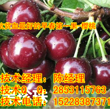 供应用于的霸州市樱桃苗，霸州市车厘子苗木