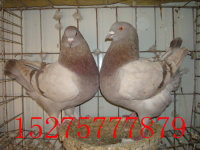 供应用于种鸽的出售优质观赏鸽，最低价格图片