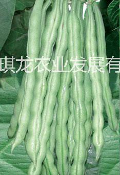 包头台湾玉豆种子 包头台湾玉豆种子批发