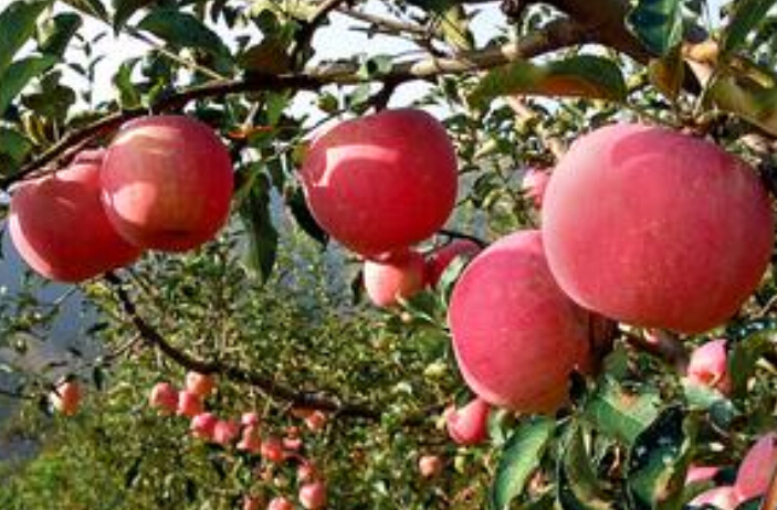 供应用于食用的红嘎啦苹果苗，价格，批发，厂家图片