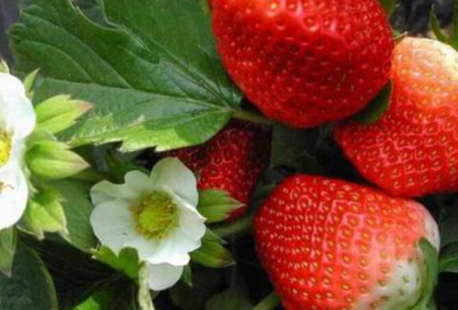 供应美王四季草莓苗，价格批发品种