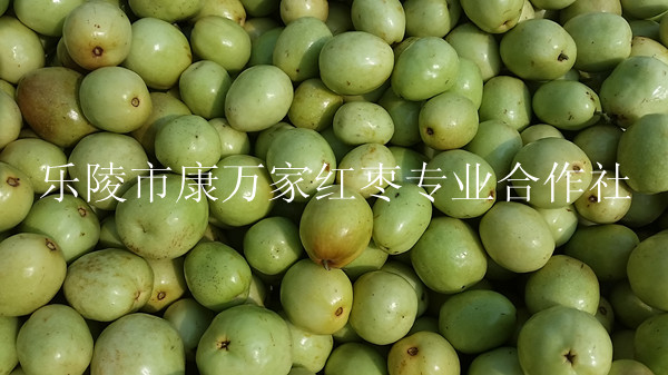 供应水果|鲜食枣山东冬枣批发价格