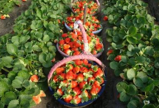 供应美王四季草莓苗，价格批发品种