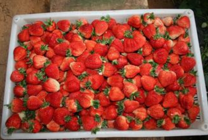 供应美香莎草莓小苗，价格批发品种