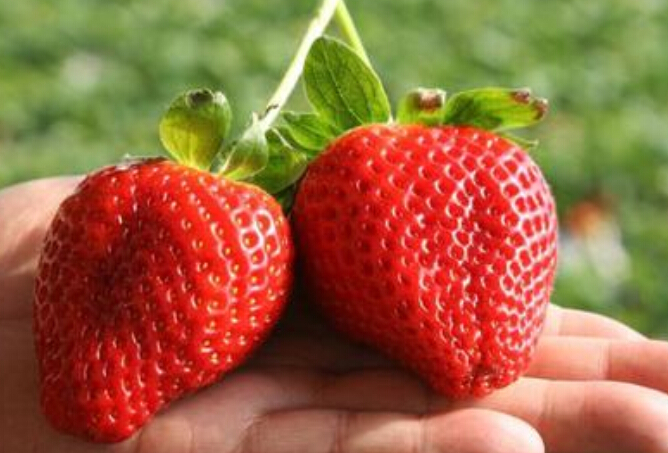 供应美香莎草莓苗，价格批发品种图片