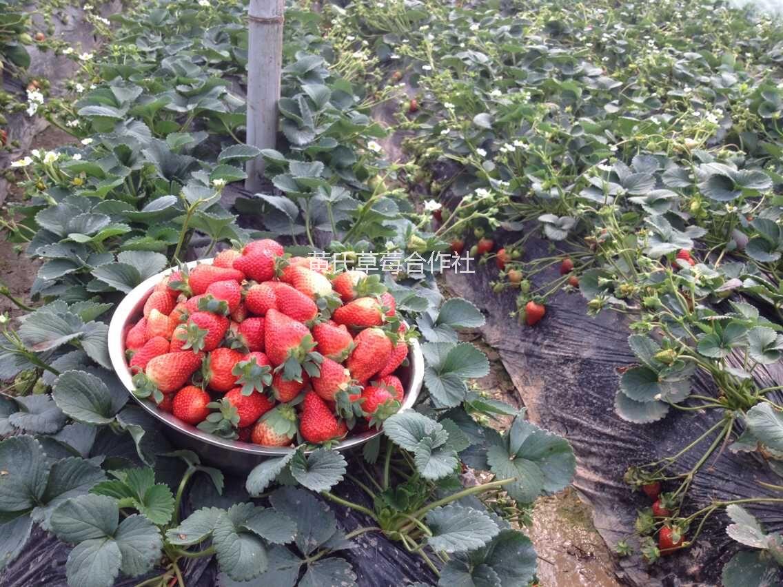 杭州草莓批发价格，草莓培育中心，草莓供应商，草莓种植户图片