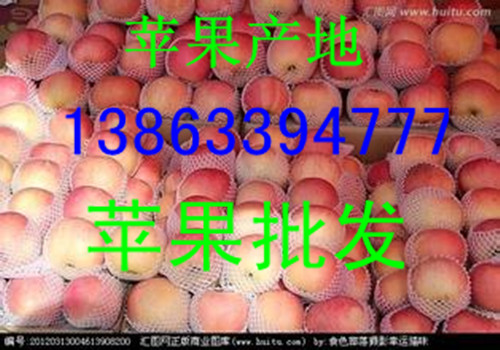 供应用于的山东苹果产地嘎啦美八苹果价格