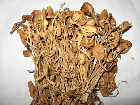供应用于食品的茶树菇干货江西土特产农家自产图片