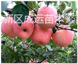 供应矮化苹果苗苗圃常年出售嫁接苹果树苗规格齐全价格优惠欢迎大家来选购图片