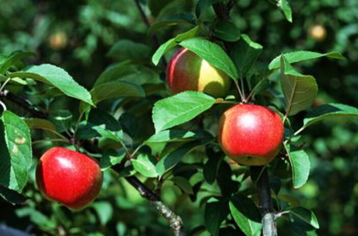 泰安市大量批发供应红富士苹果苗，山东厂家供应大量批发供应红富士苹果苗，山东