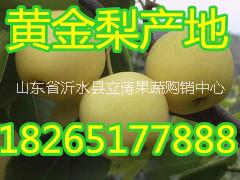 供应用于生鲜水果的供应皇冠梨价格  皇冠梨基地