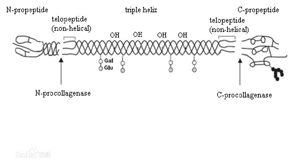 供应用于保养的胶原蛋白肽1图片