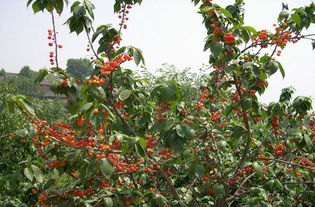 供应用于产果的吉塞拉樱桃苗、砧木实生苗图片