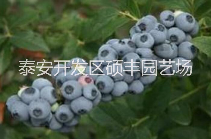 供应都克蓝莓苗|蓝莓小苗|蓝莓苗大量供应