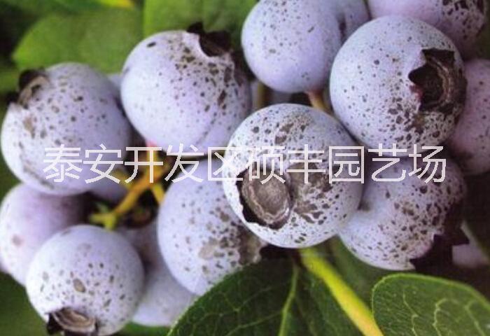 奥尼尔蓝莓苗供应奥尼尔蓝莓苗