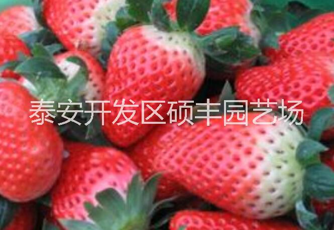 泰安市草莓小小苗厂家供应草莓小小苗|价格便宜|脱毒的