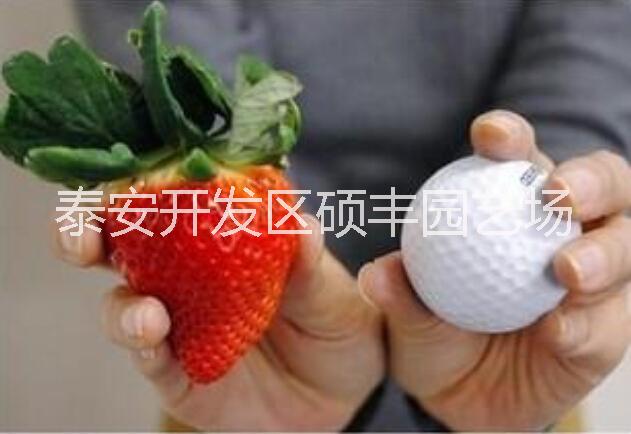 贵美人草莓苗|价格实惠|抗寒耐寒|无病虫害