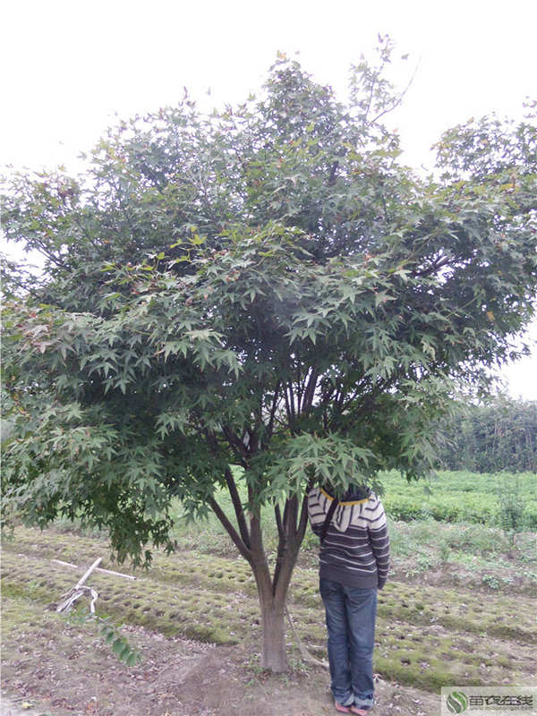 供应用于绿化的浙江鸡爪槭价格苗农在线图片