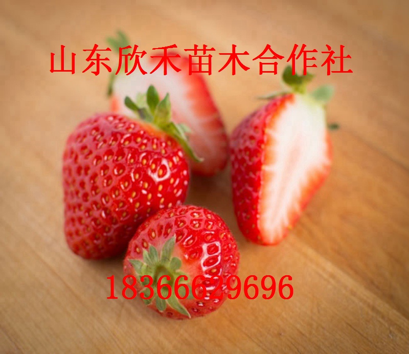 大将军草莓苗价格0.25元0.3元0.4元图片