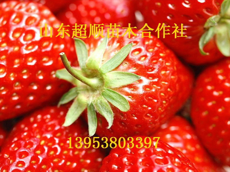 戈拉雷草莓苗优质草莓苗草莓苗价格批发