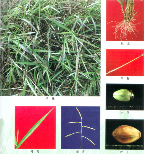 宽叶雀稗牧草种子福建省建阳市麻沙镇宽叶雀稗牧草种子批发