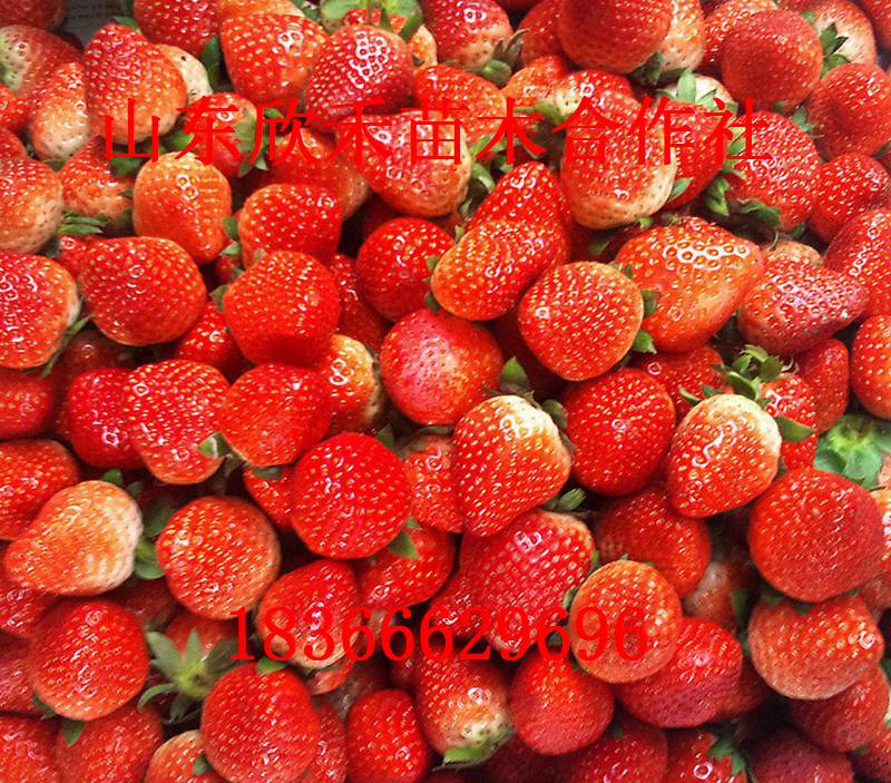 供应红实美草莓苗 草莓苗 价格便宜 各类优质草莓苗