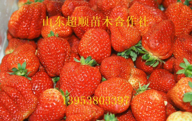 供应用于的红实美草莓苗优质草莓苗草莓苗价格