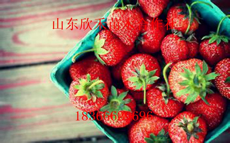 四季草莓苗 甜宝草莓苗 王子草莓苗 天香草莓苗 价格便宜 各类优质草莓苗