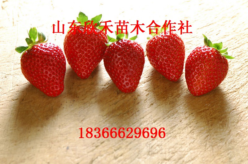 达赛莱克特草莓苗价格0.25元0.3元0.4元图片