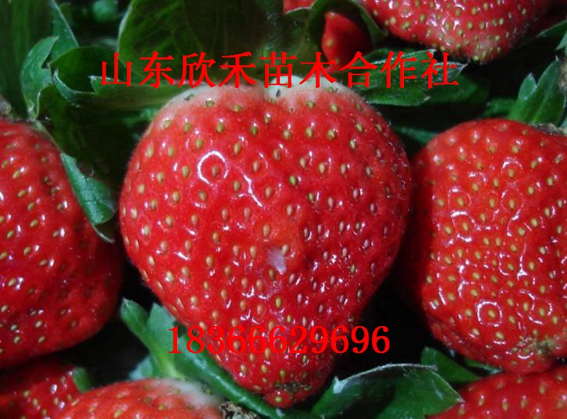 达斯莱克特草莓苗 价格0.25元 0.3元 0.4元